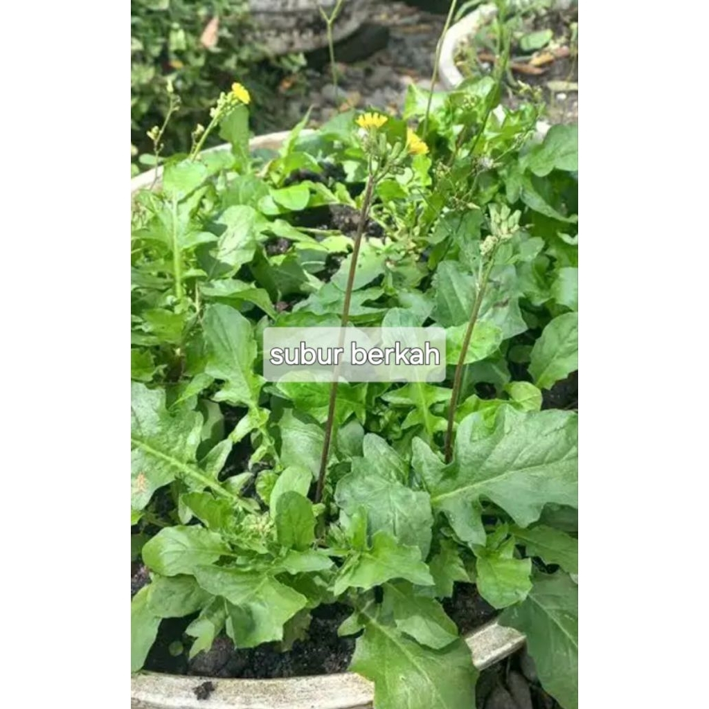 

Daun sawi tanah atau kamanilan segar 100 gram