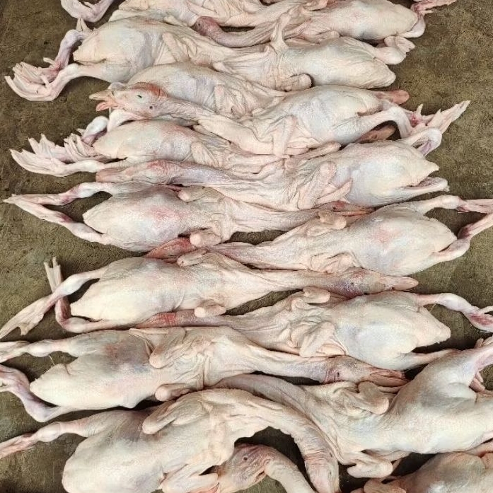Karkas Bebek Daging Bebek Hibrida berat 0,7-2,0kg perekor