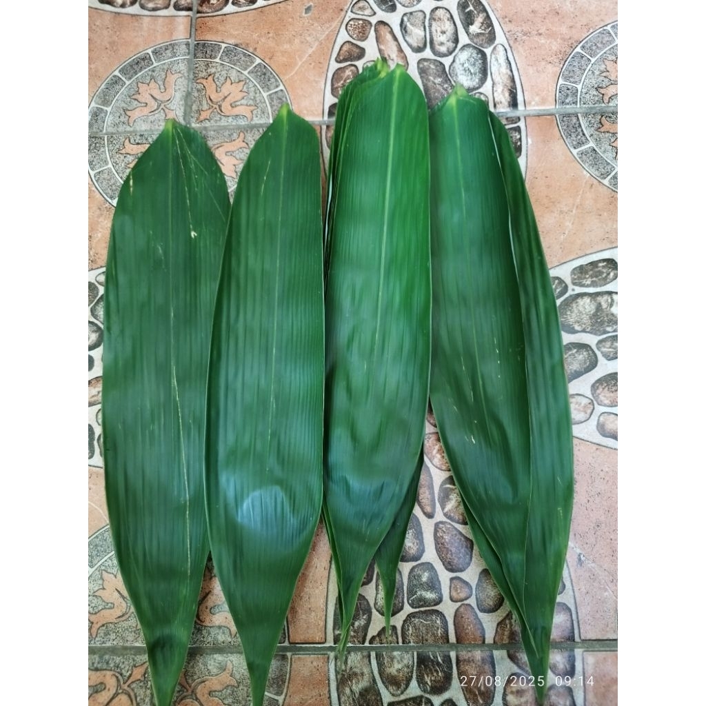 

Daun Bambu segar bungkus bakcang jumbo 8-12 Cm isi 100 lembar
