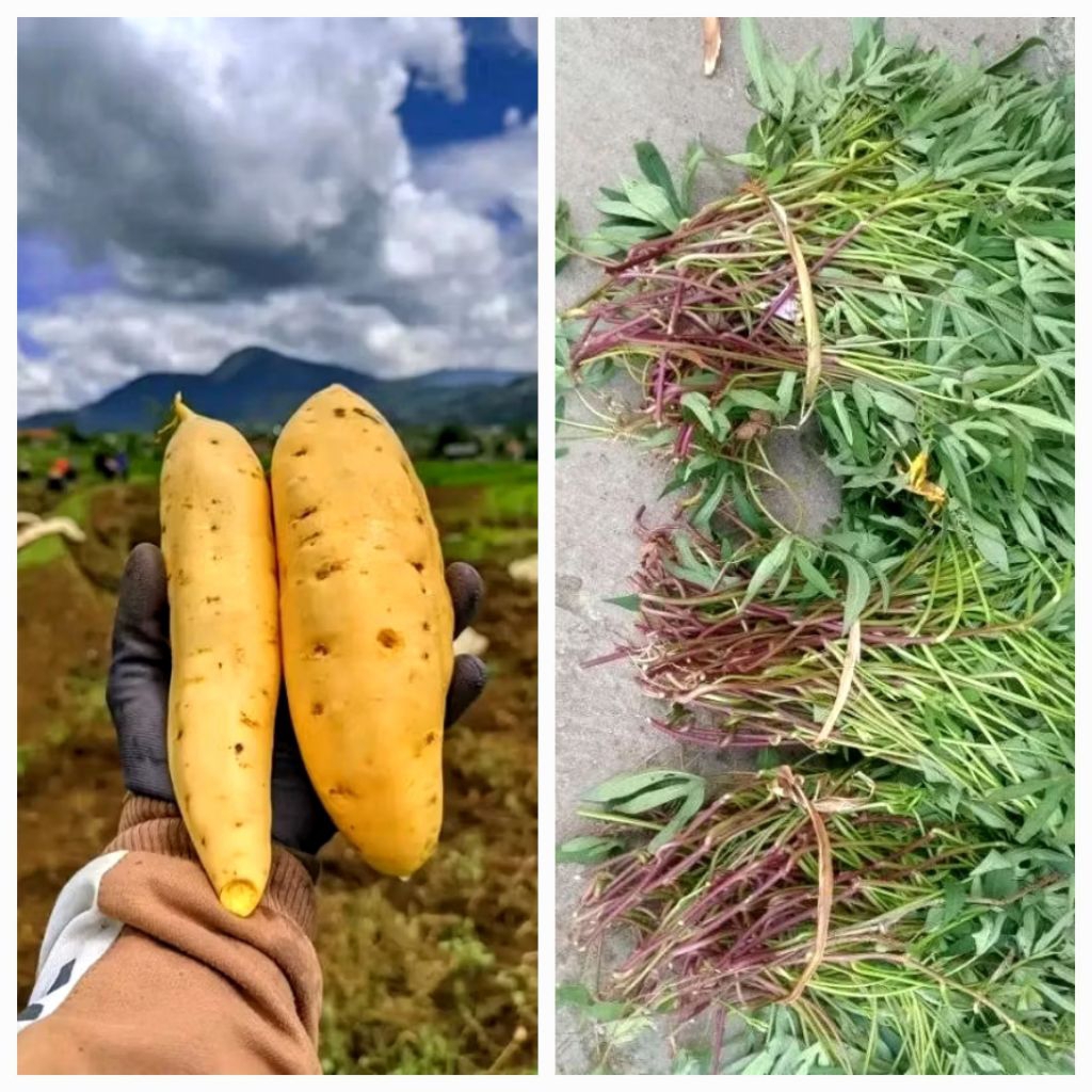 

BIBIT STEK UBI MADU CILEMBU SUPER 100% ASLI DARI SUMEDANG JAWA BARAT // BIBIT BATANG STEK UBI MADU CILEMBU // BIBIT UBI MADU // UBI MADI CILEMBU // UBI MADU