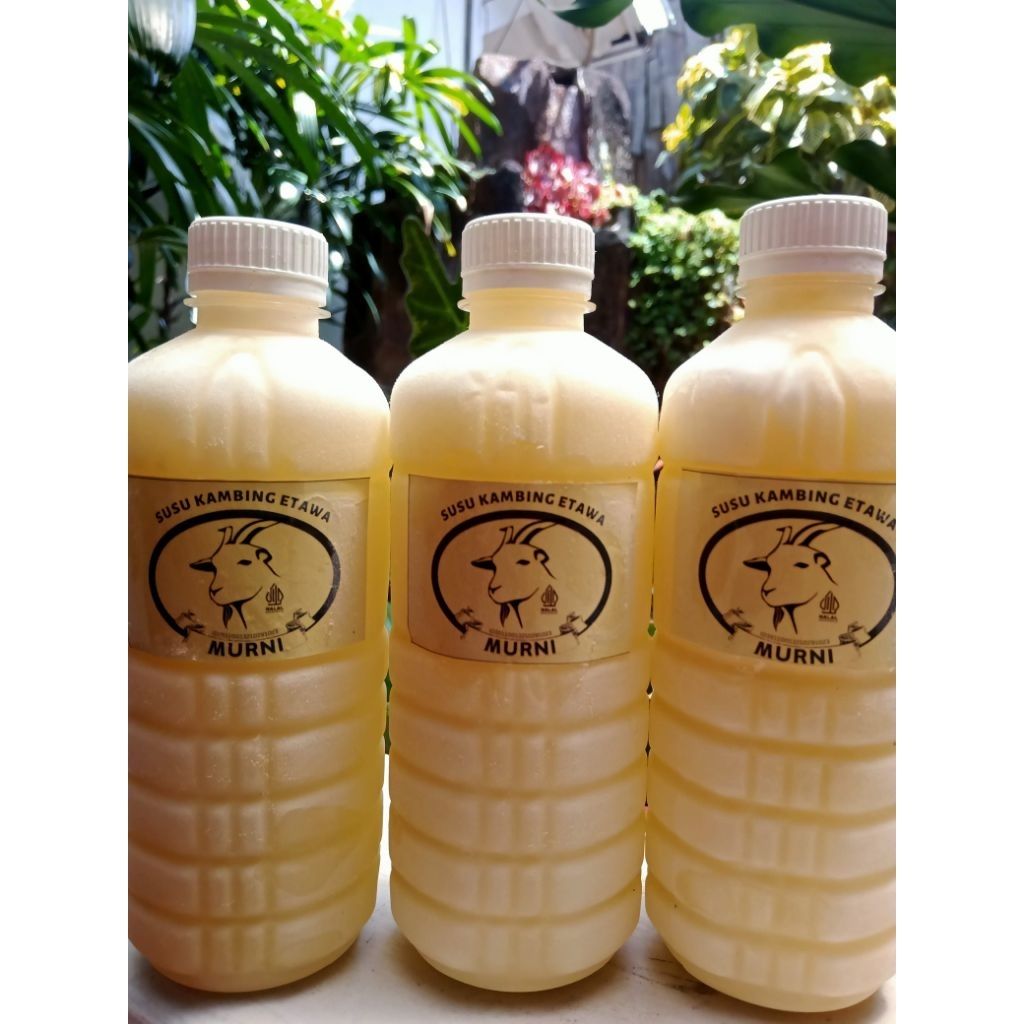 

Susu Kambing Etawa MURNI