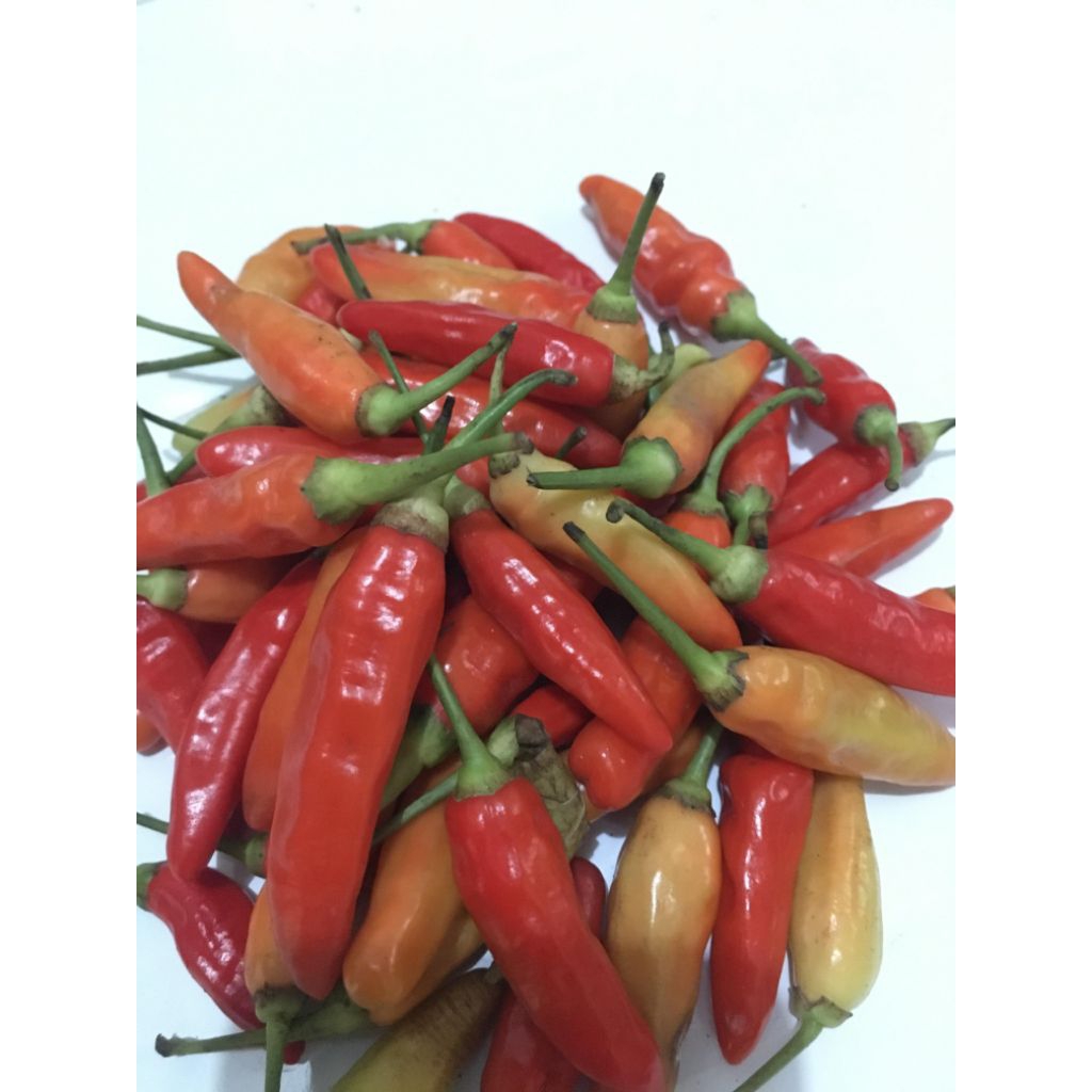 

CABE RAWIT MERAH | FRESH | PEDAS |SEGAR