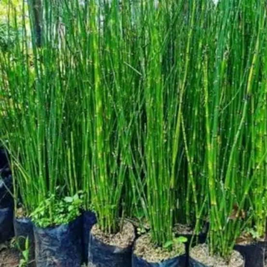 bibit pohon bambu air cina