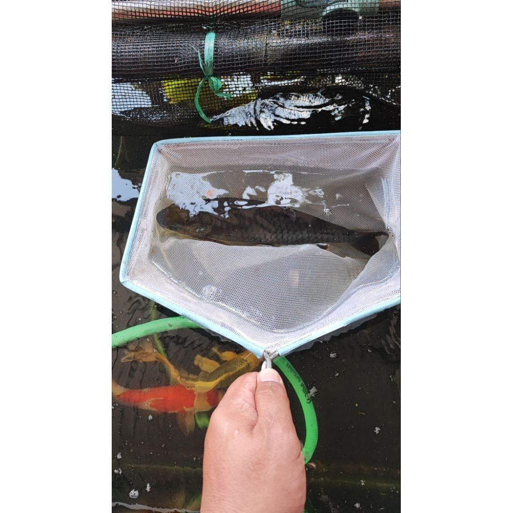 Phoenix Barb asli china