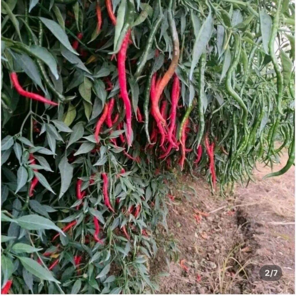 Benih Cabe Lokal Batu Garut 20gr