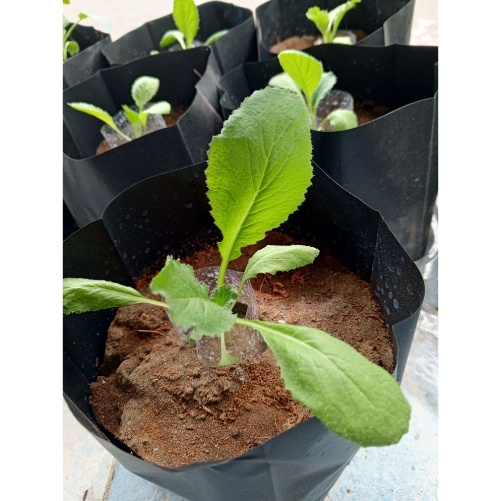 Tanaman bibit Sawi putih Sawi slobor sawi capcai