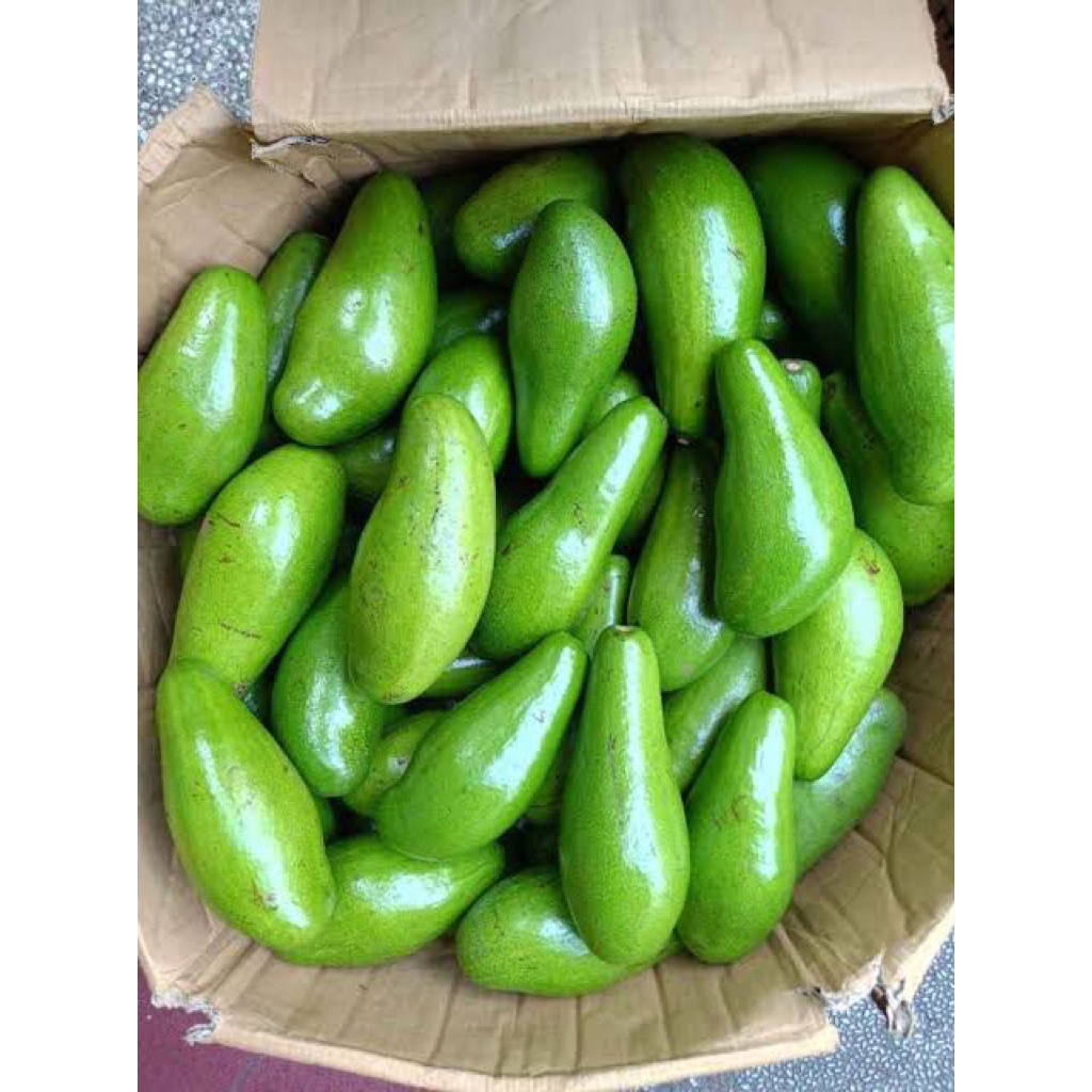 

Alpukat Siger 1 KG (Lampung Timur)
