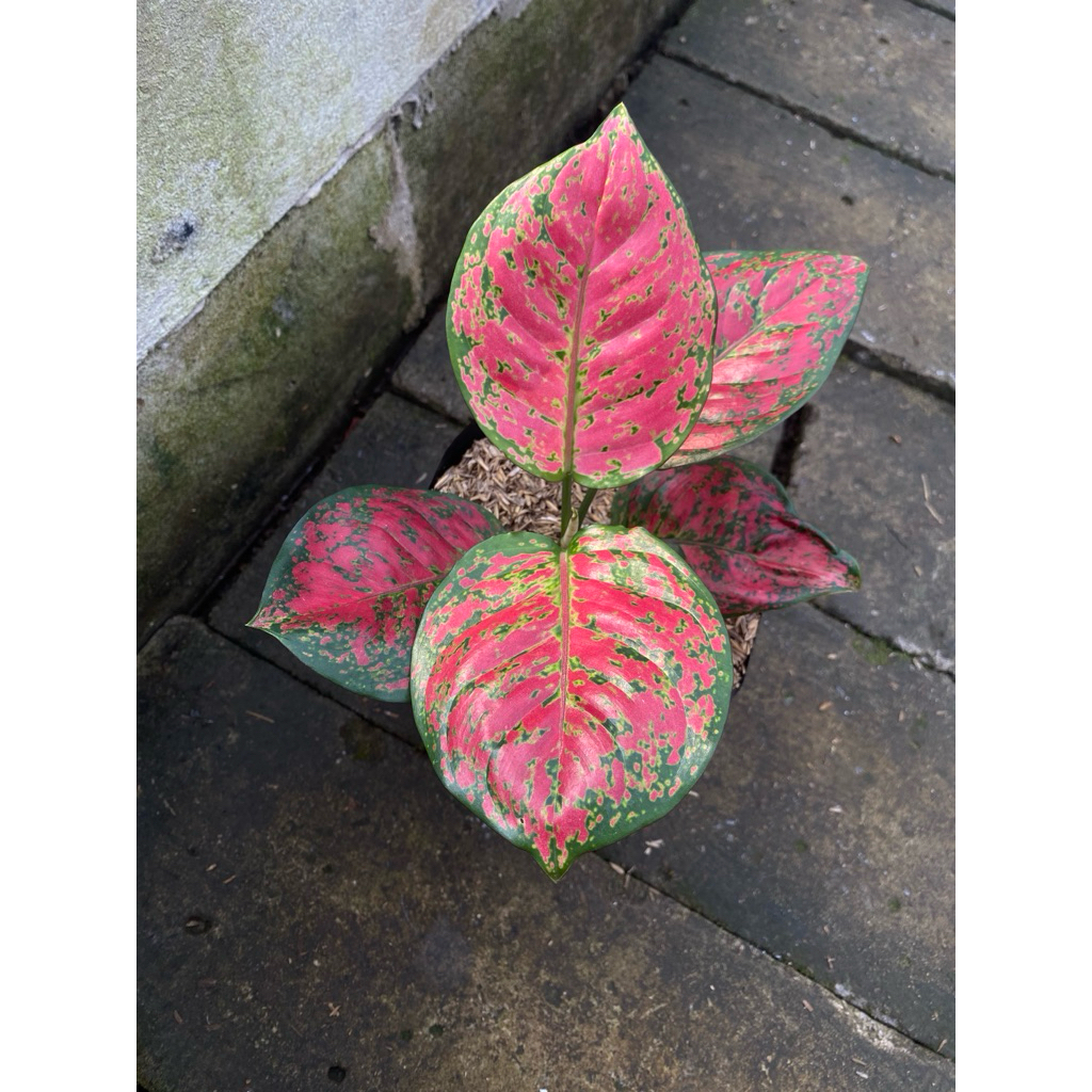 aglaonema dud anjamani