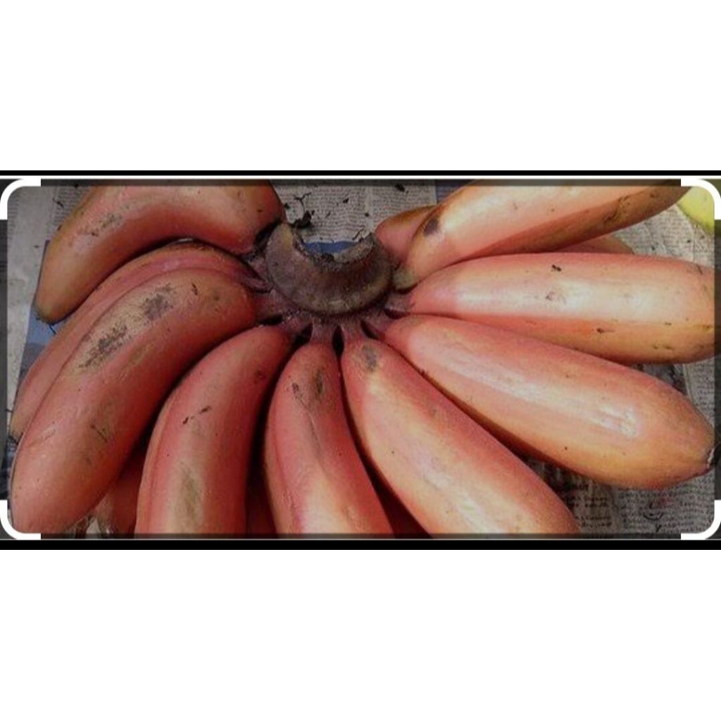 

buah pisang merah pisang Gendis