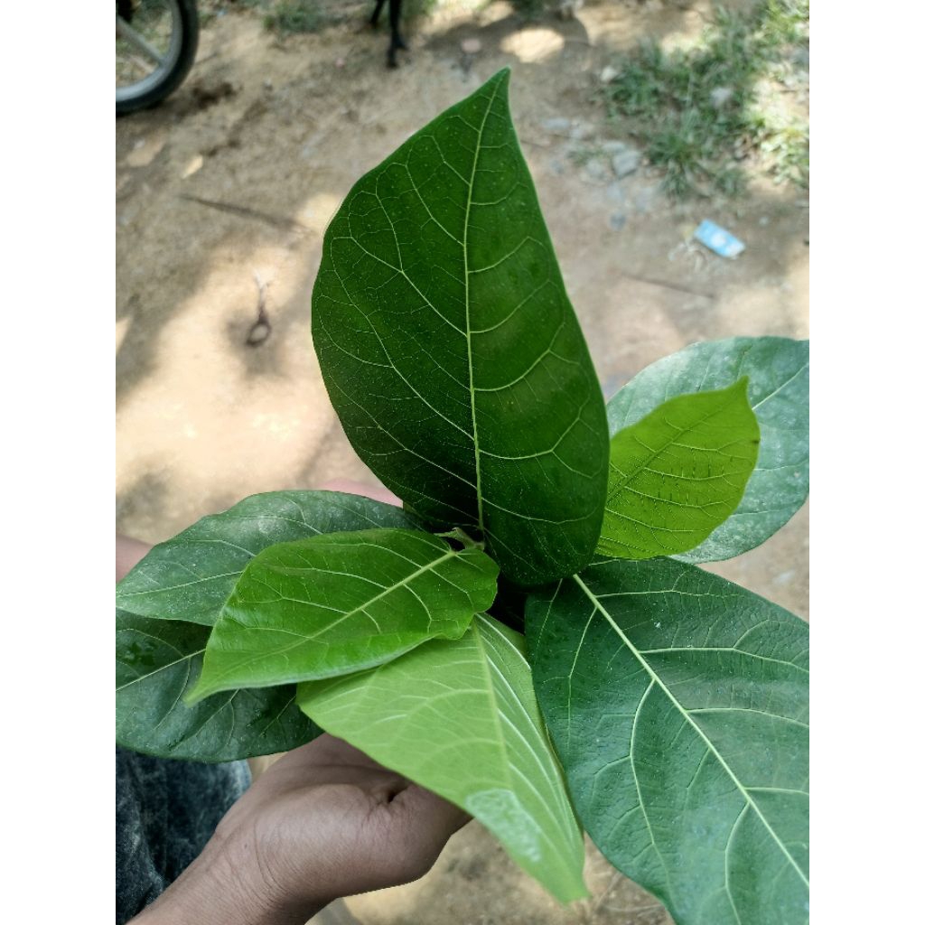 

Daun Awar-Awar Segar 1Kg – Langsung Petik – Saat Order