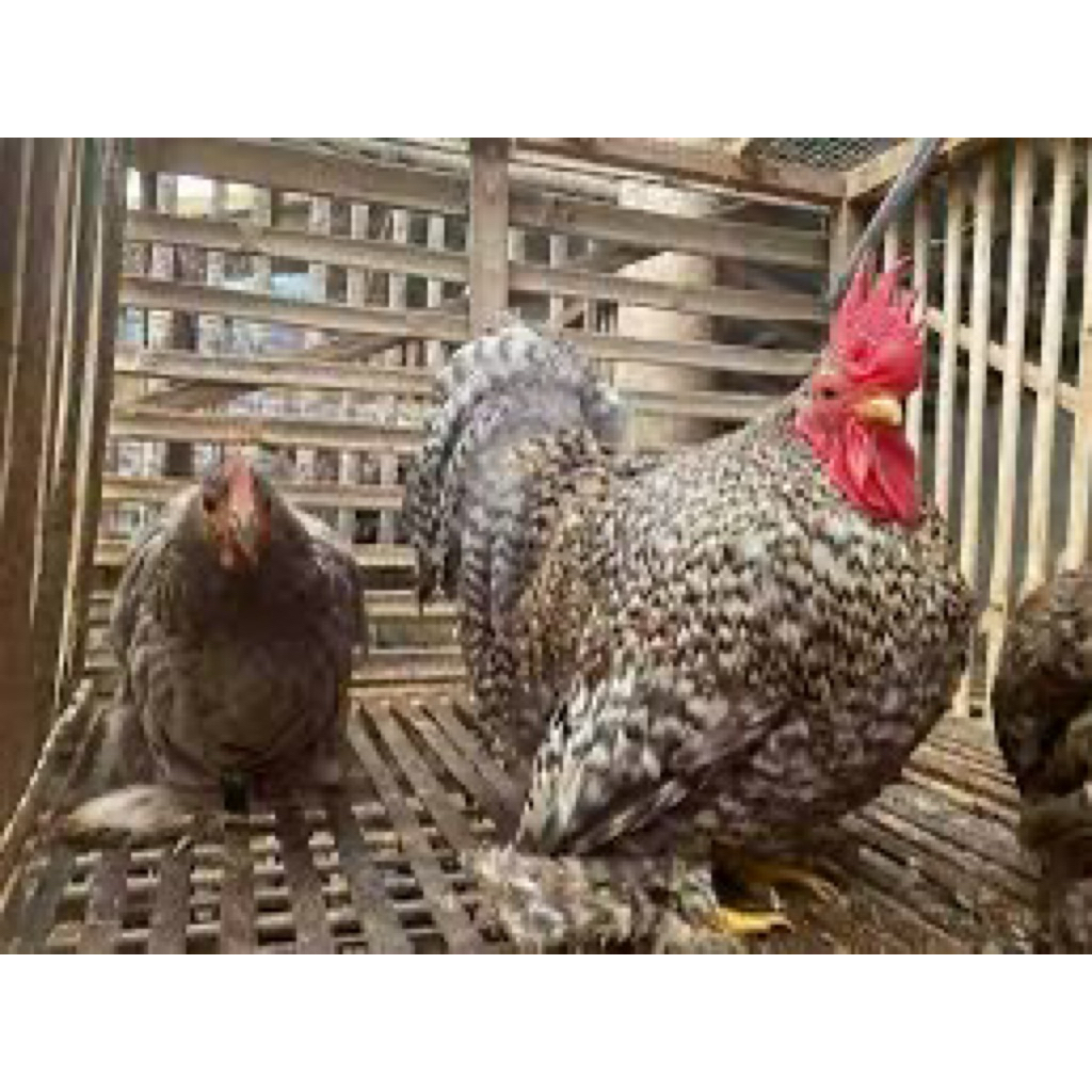 

TELUR FERTIL AYAM BANTAN COCHIN UNTUK DITETASKAN