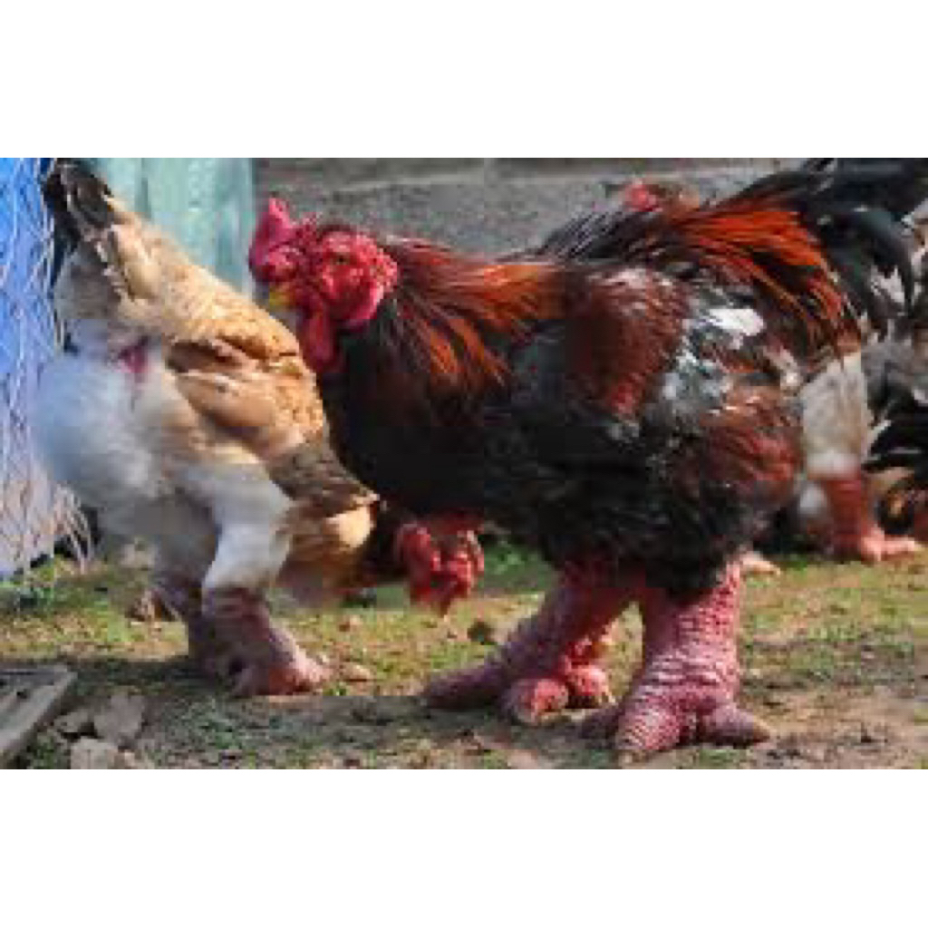 

TELUR FERTIL AYAM DONG TAO UNTUK DITETASKAN