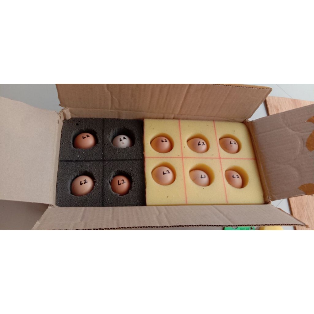 

telur fertil ayam larmod 2