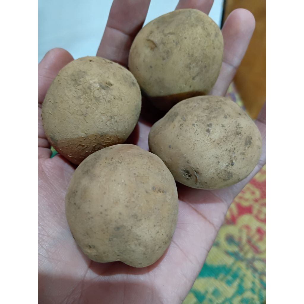 

Kentang ukurang sedang 1 kg terlaris