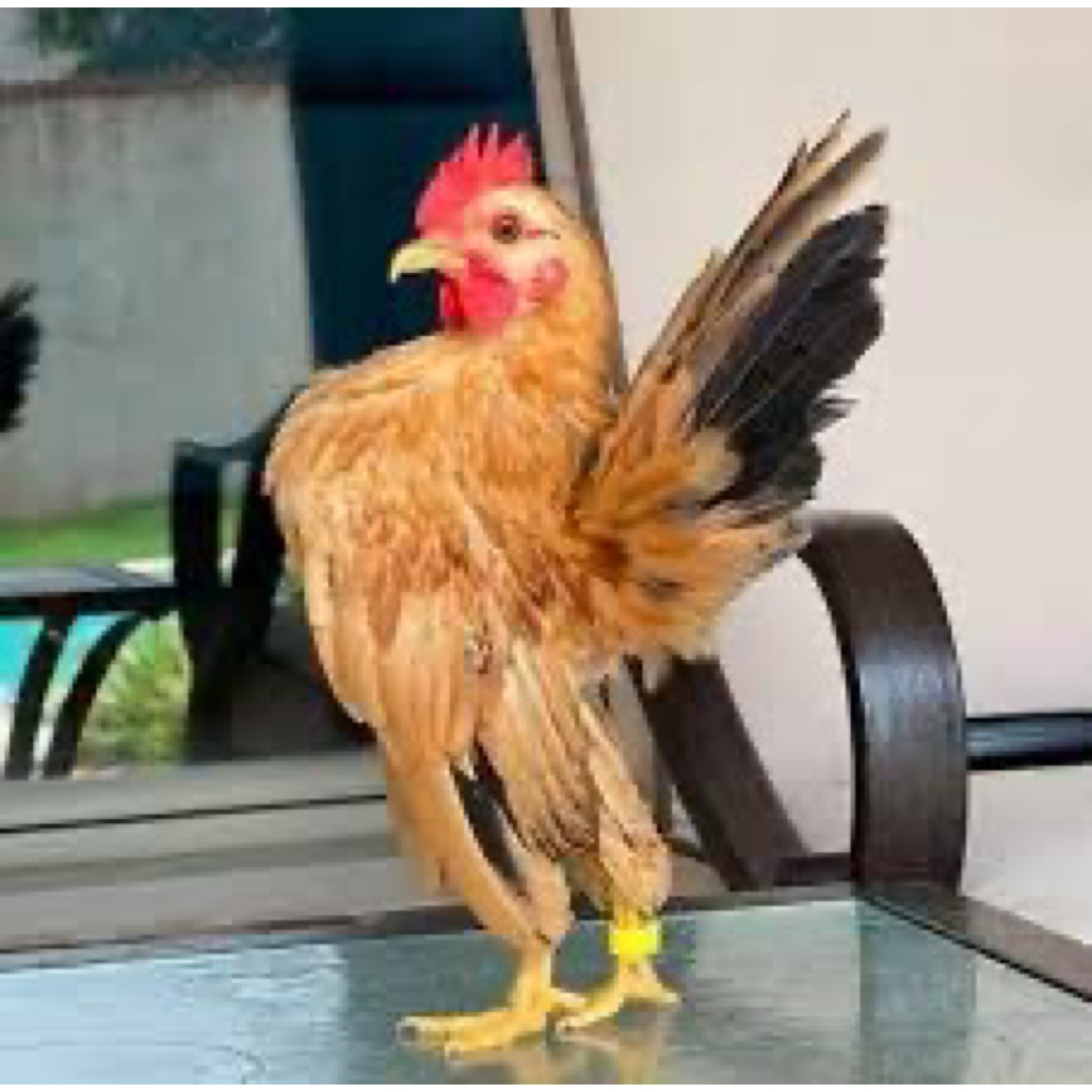 TELUR FERTIL AYAM HIAS SERAMA UNTUK DITETASKAN