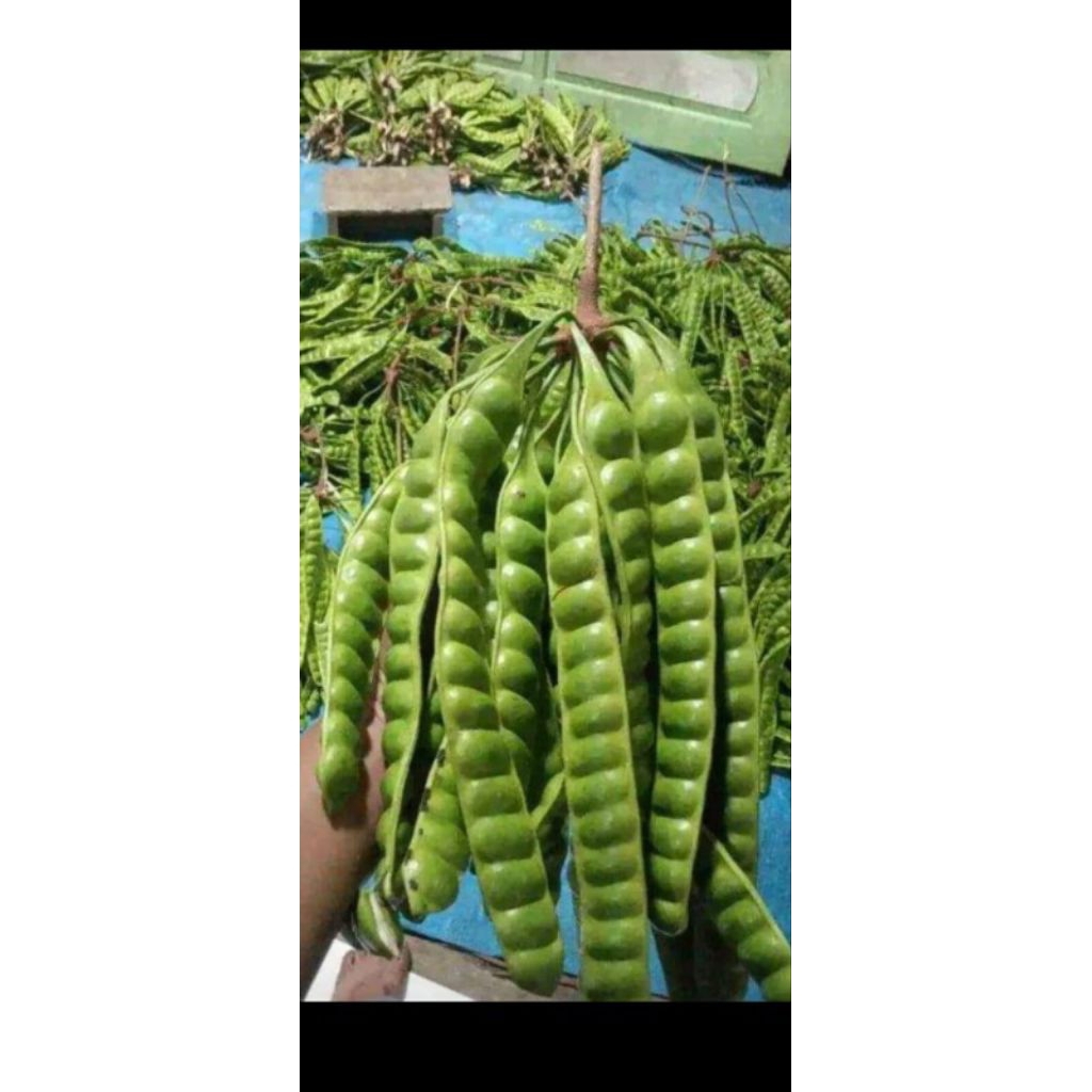 

Pete perpapan termurah