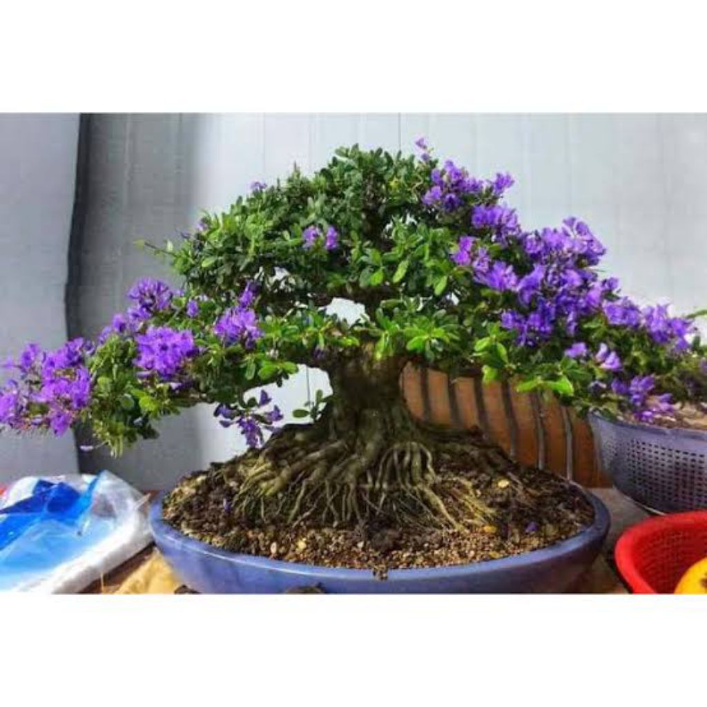 saeng simbur mikro vietnam bunga ungu cangkok