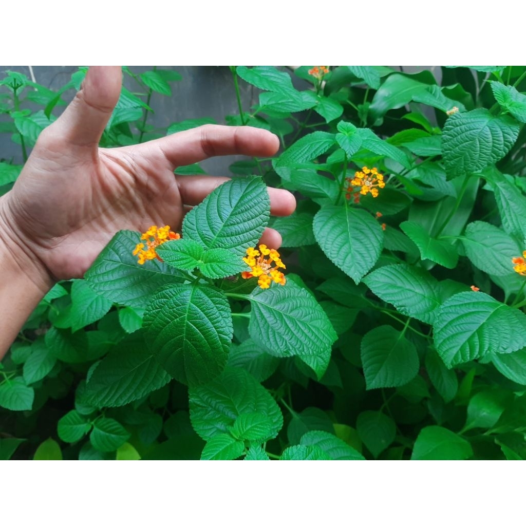 Tanaman bunga lantana camara