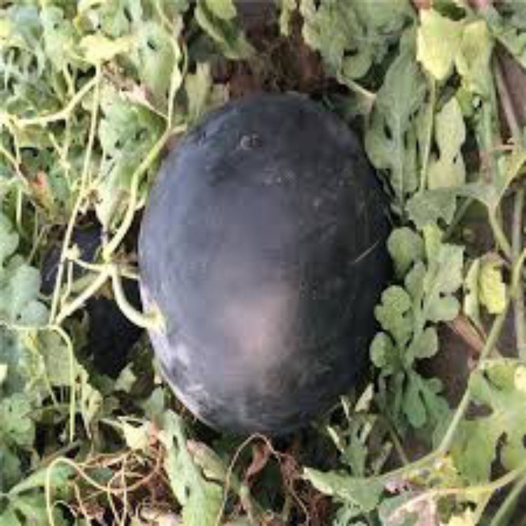 Benih semangka hitam non biji (isi35 butir)