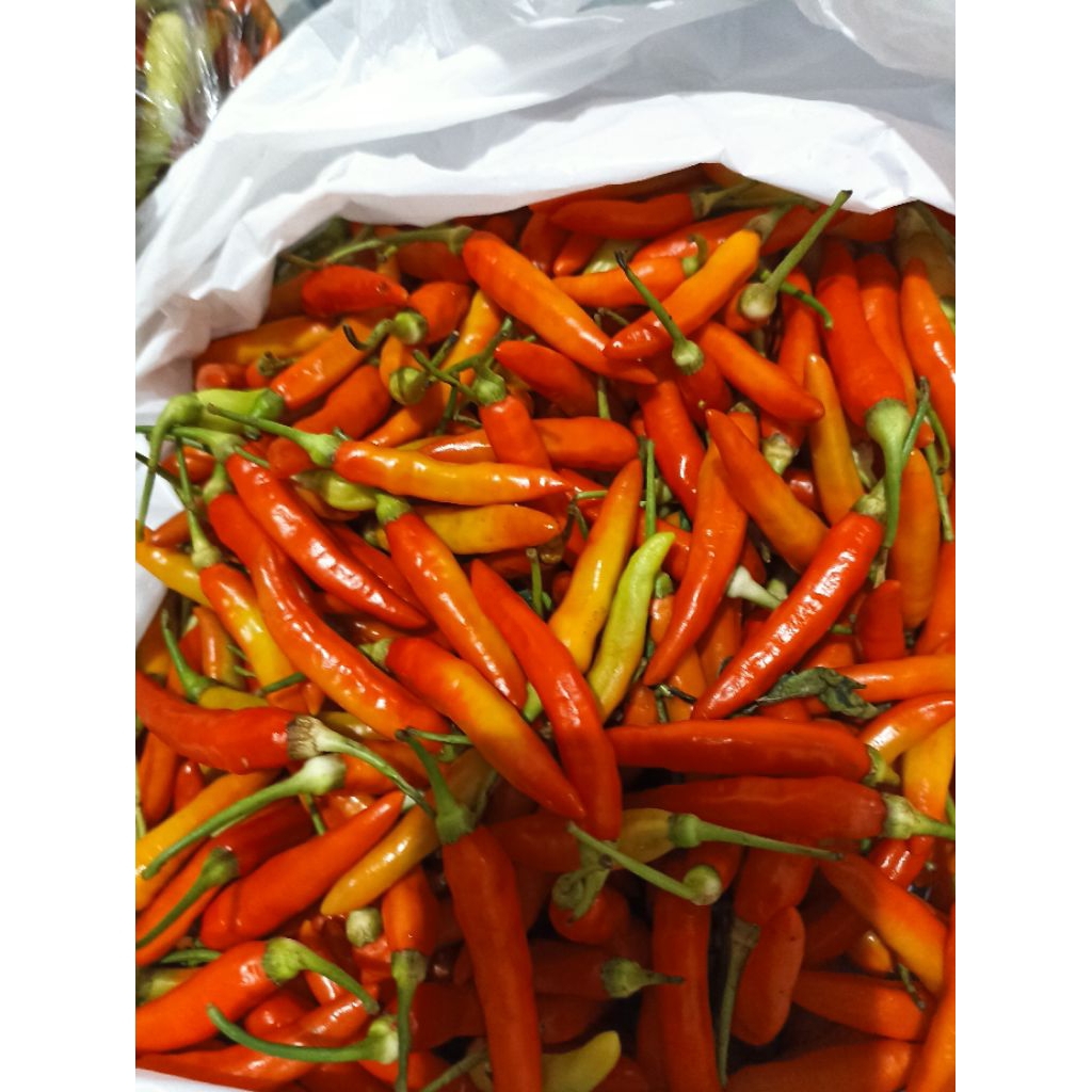 

lombok setan fresh dari petani