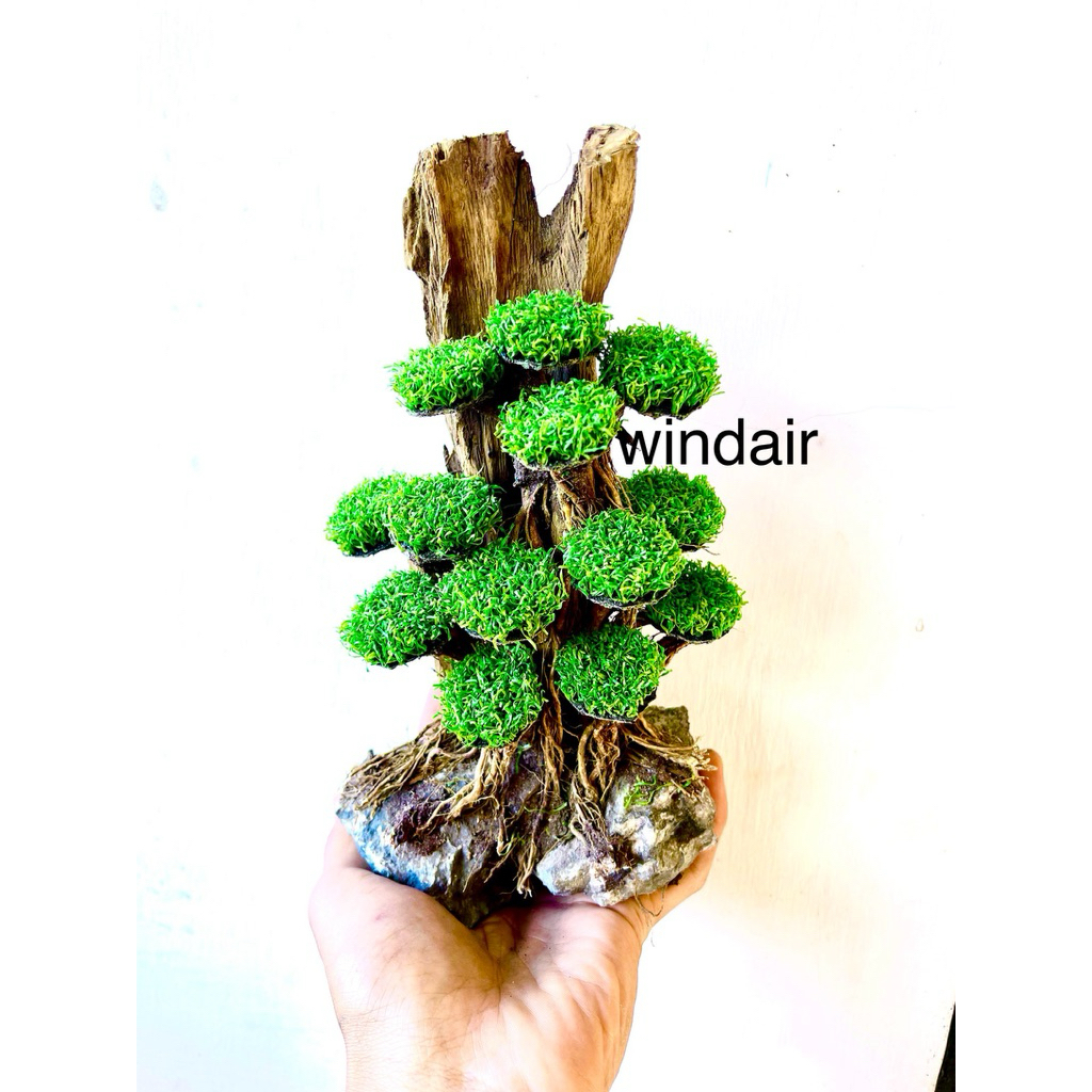 hardscape kayu rentek bonsai aquascape