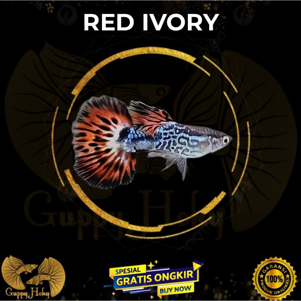 RED IVORY Guppy / Stiker aquarium