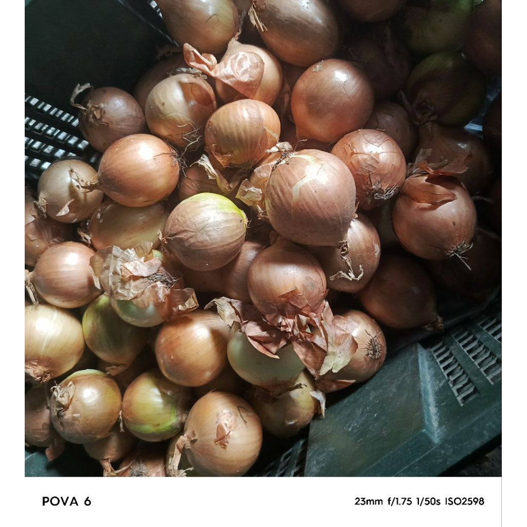 

jual bawang bombay besar 10 kg