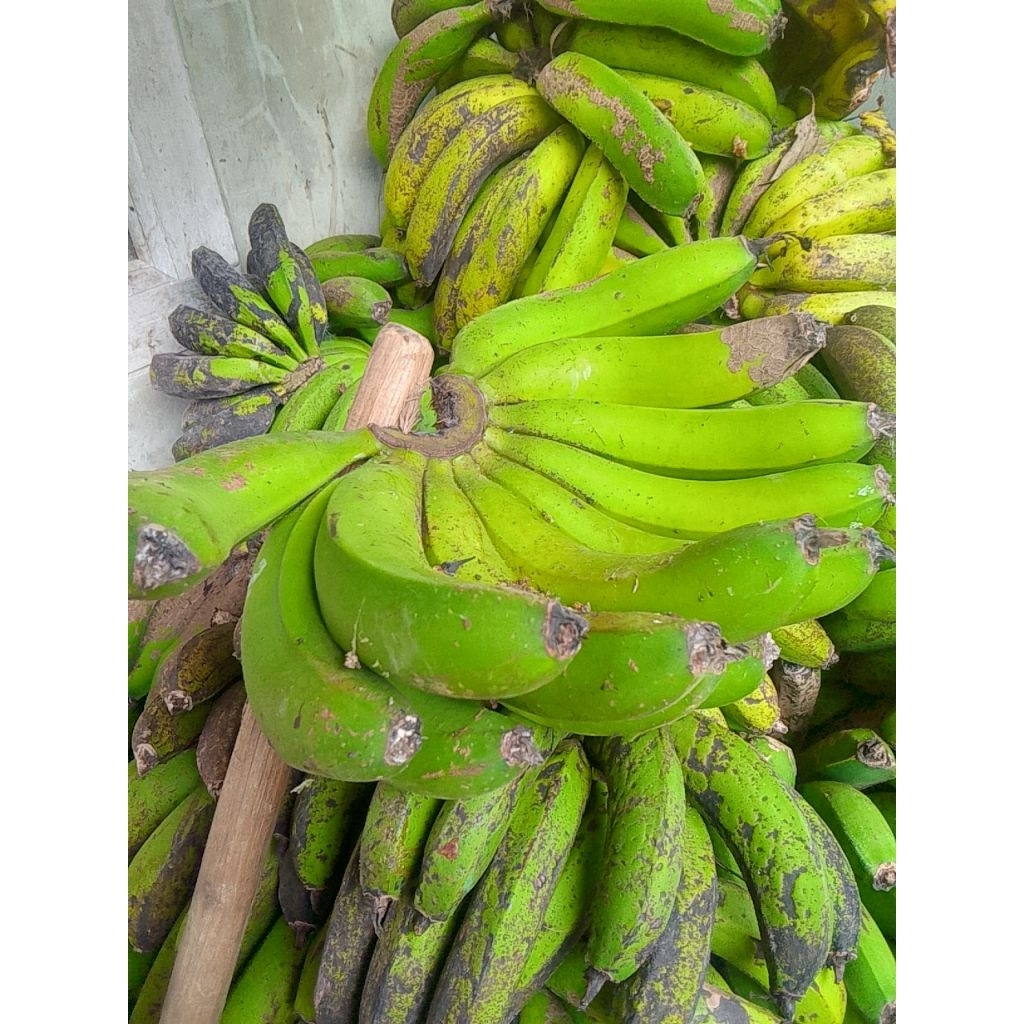 

pisang Ambon mentah garut