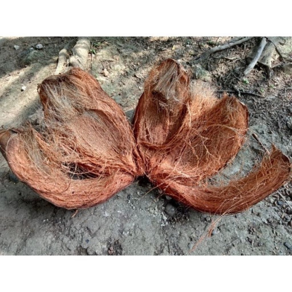 Media tanam sabut kelapa utuh /serabut kelapa media tanam anggrek