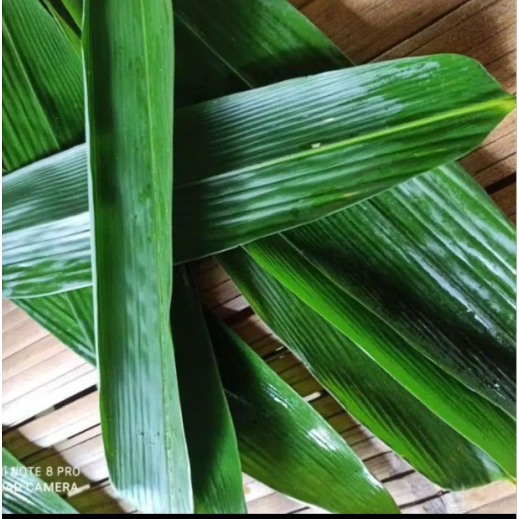 

100 lembar daun bambu bungkus bakcang