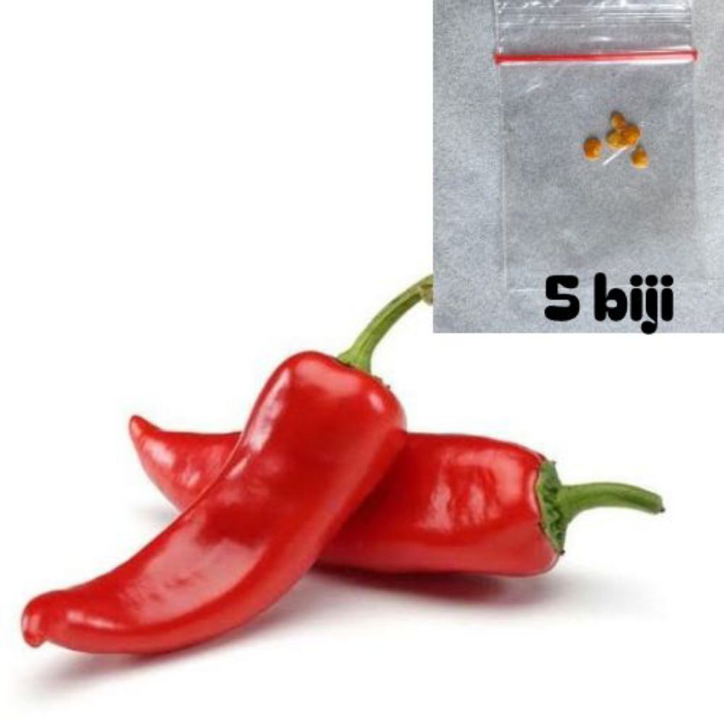 

ready biji cabai merah besar isi 5