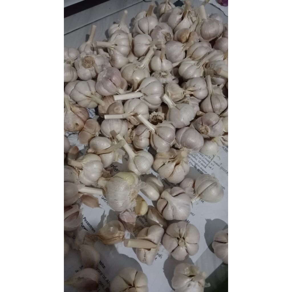 

bawang putih kating 250gr