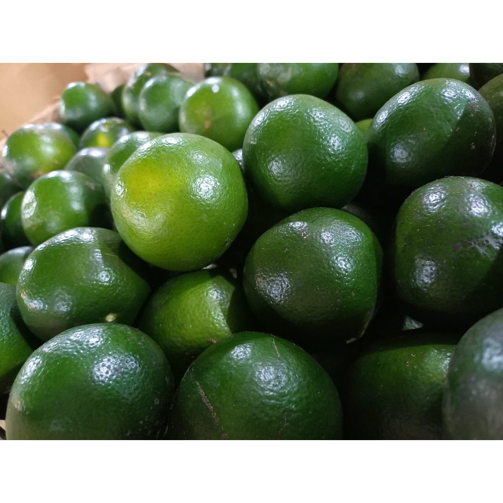 

Jeruk Peras Segar 1Kg