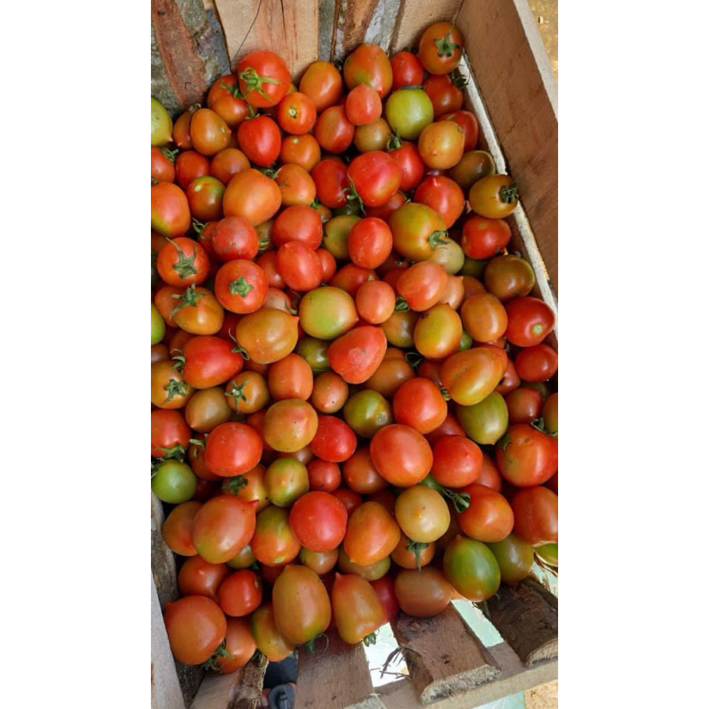 

Grosir 10 kg sayur muraaah