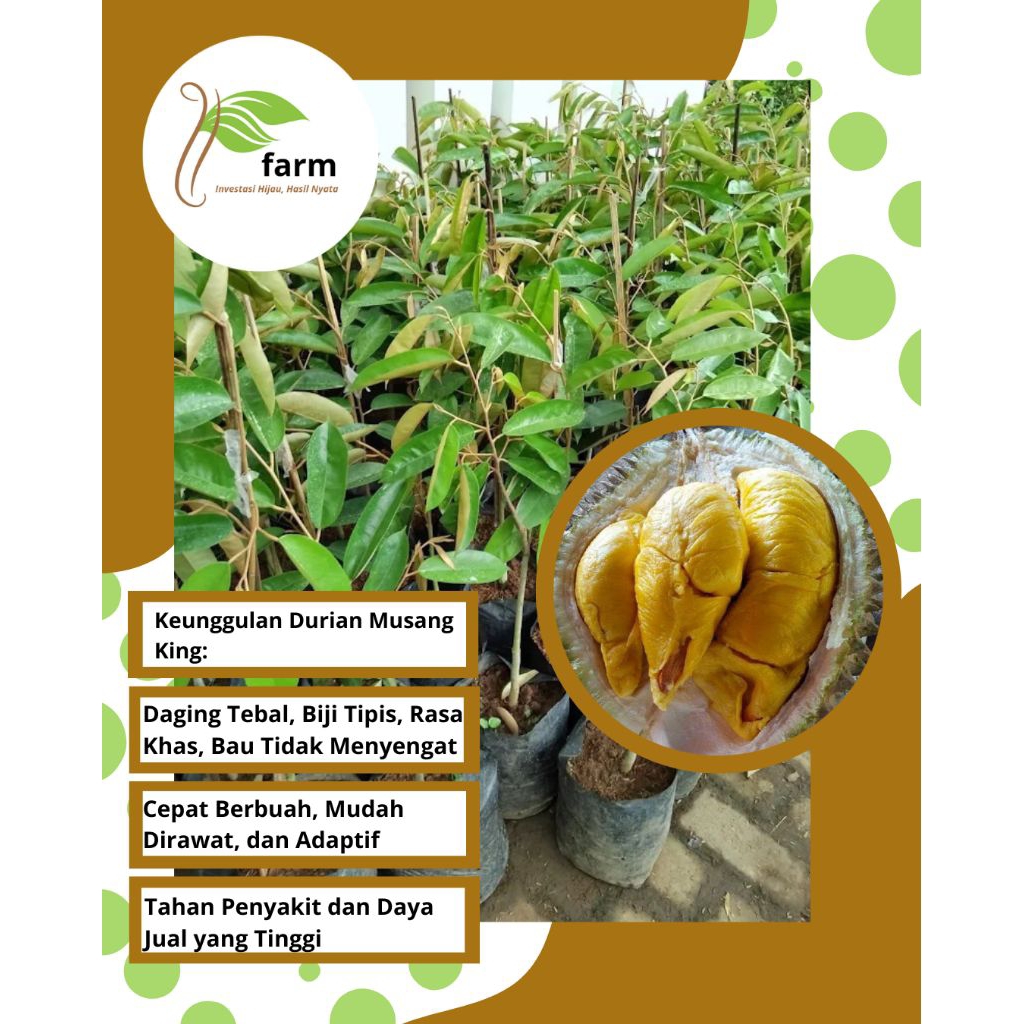 Bibit Buah Durian Musang King