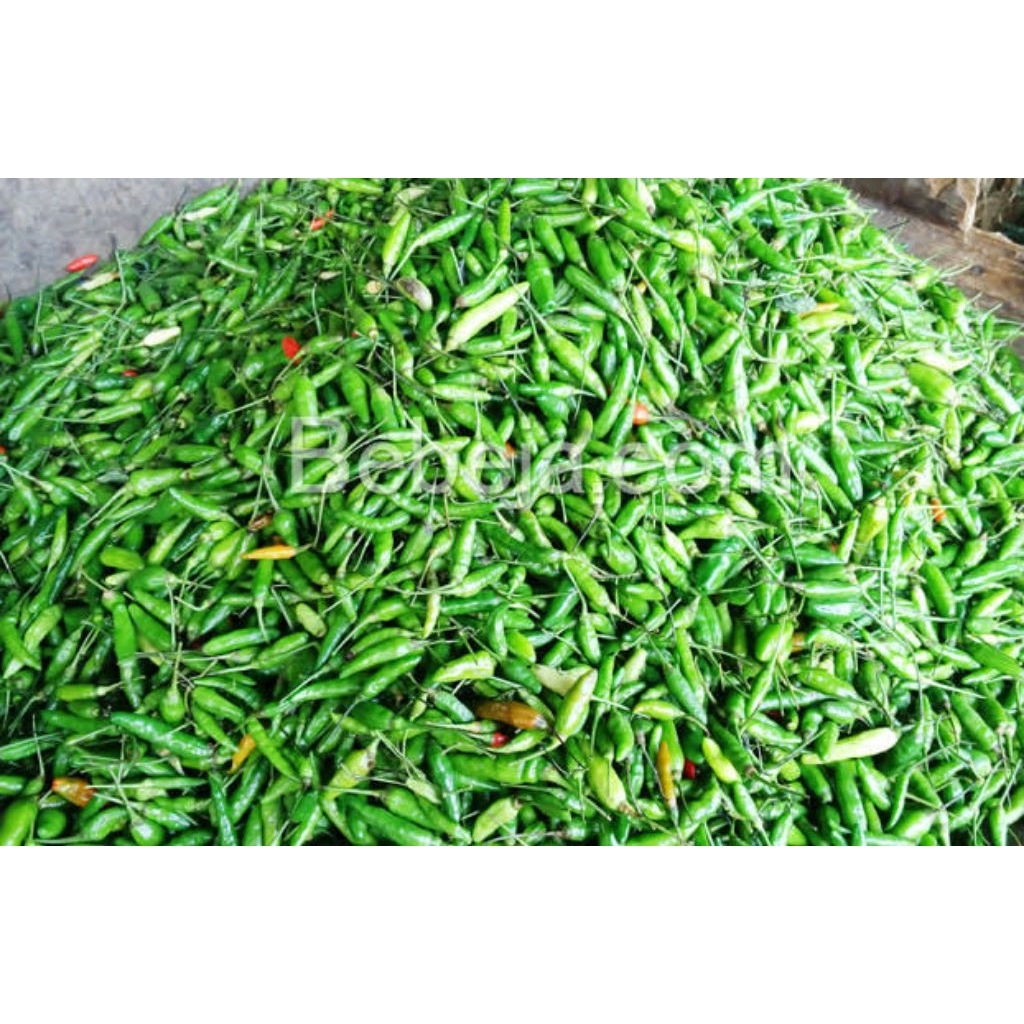 

Bisa Cod Cabai Rawit ijo