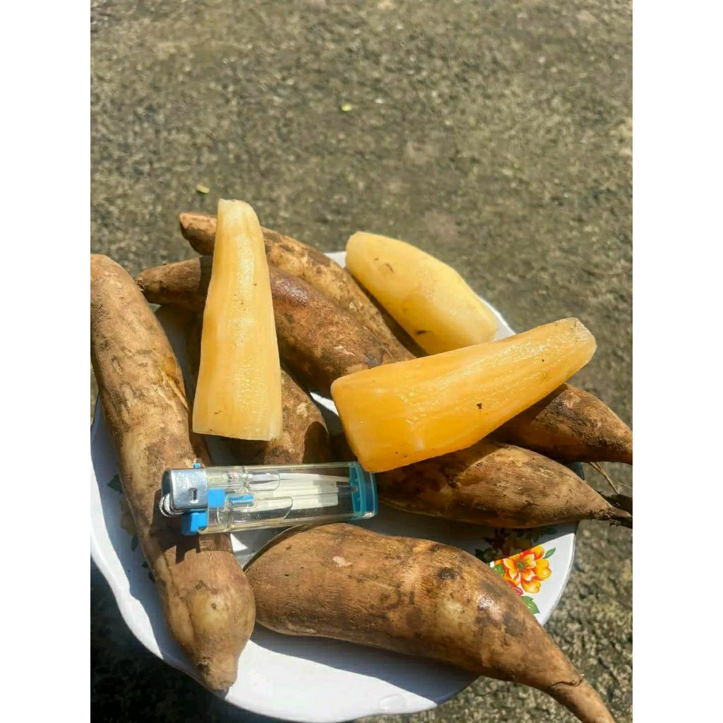 

Umbi Yacon/Yakon Dieng (Smallanthus Sonchifolius) Kualitas Premium | Organik, Fresh & Fresh 1KG