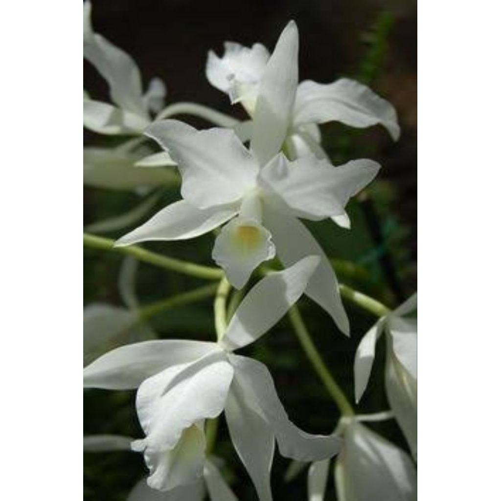 Anggrek Grammatophyllum Speciosum Var Alba