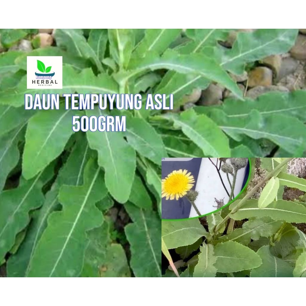 

daun tempuyung asli segar fresh 500gram herbal