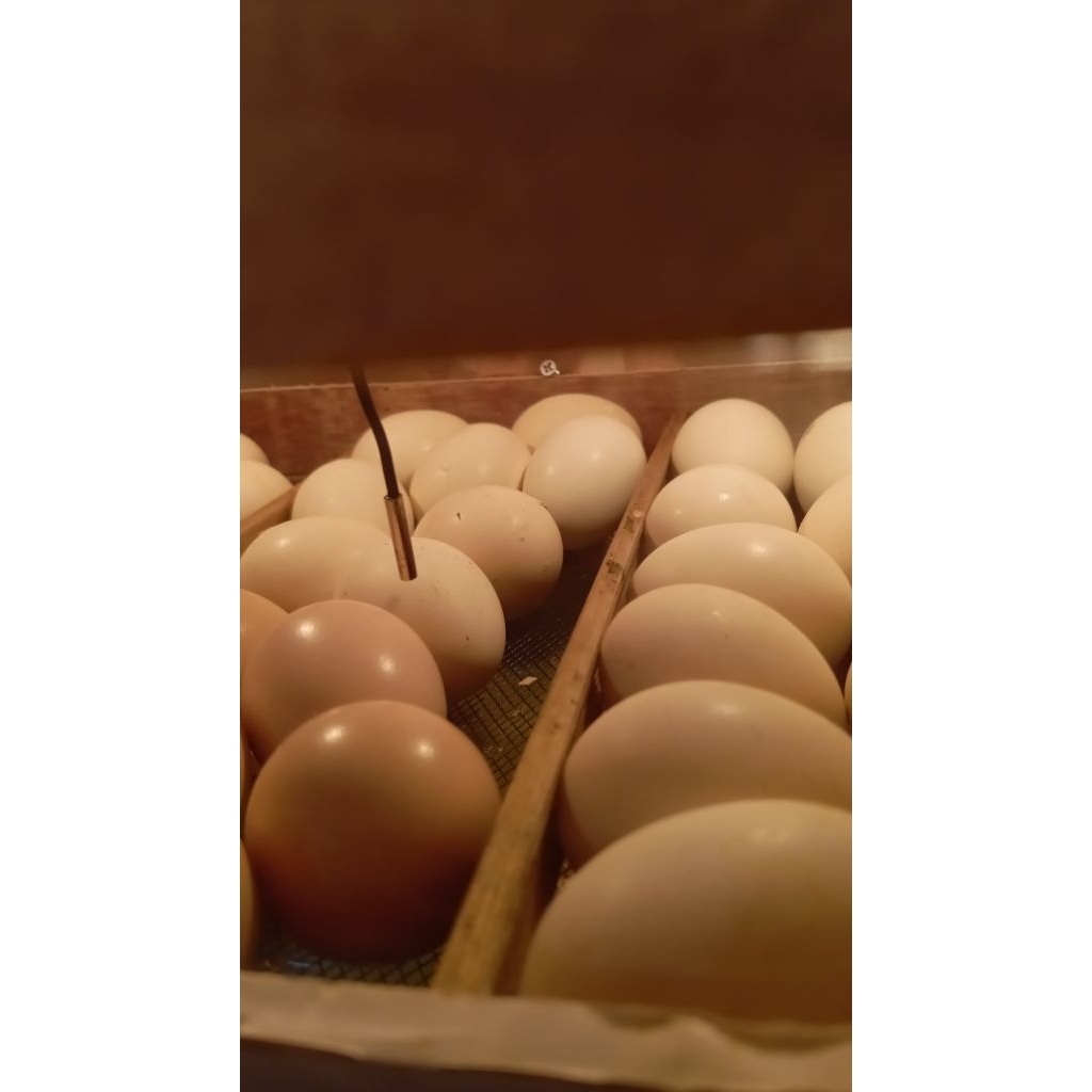 

telur tetas ayam elba fertil untuk ditetaskan