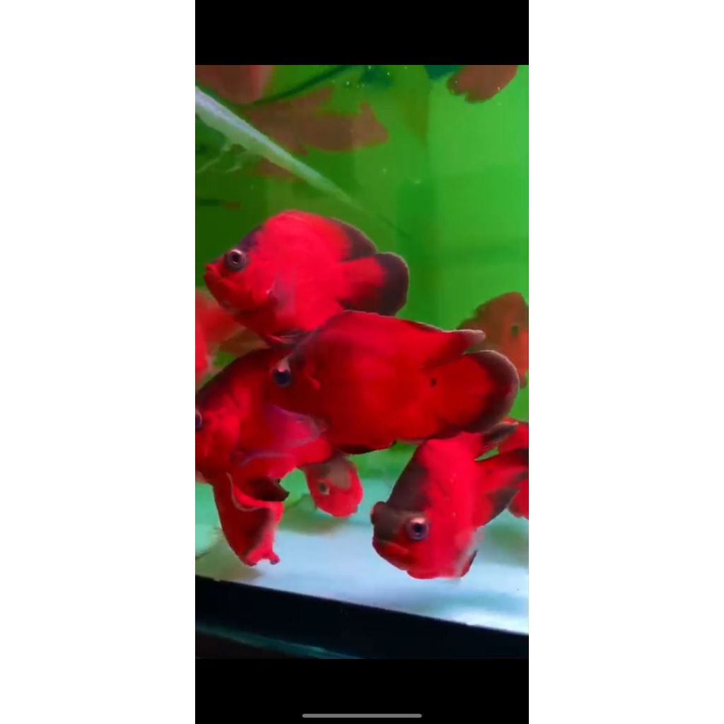 Oscar Red Paris Black Short Body Coin 7-8cm / OSCAR SHORT BODY