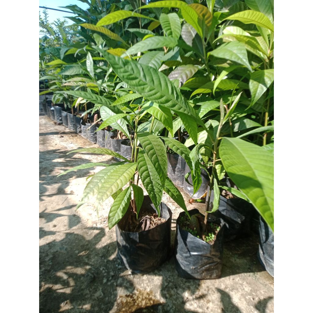 bibit mamey sapote/sawo mexico