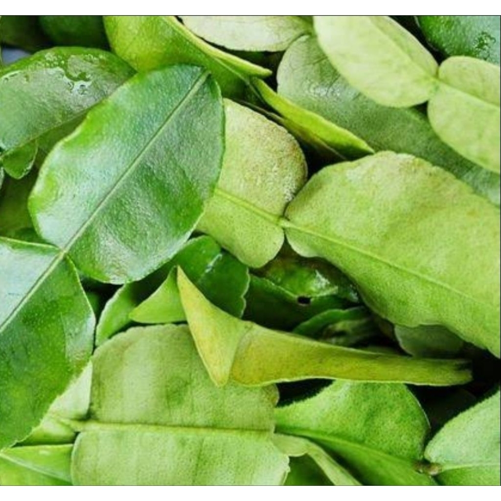 

Daun Jeruk Purut Organik 1 Kg