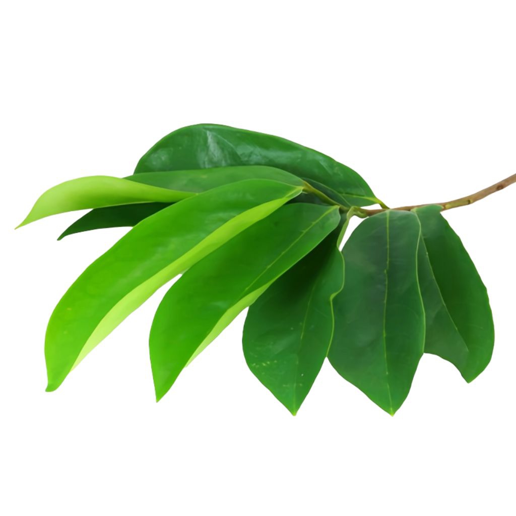 

100 LEMBAR DAUN SIRSAK SEGAR FRESH | Daun Sirsak Segar Untuk Obat Herbal Kanker, Gula Darah, Diabetes dan Kolesterol