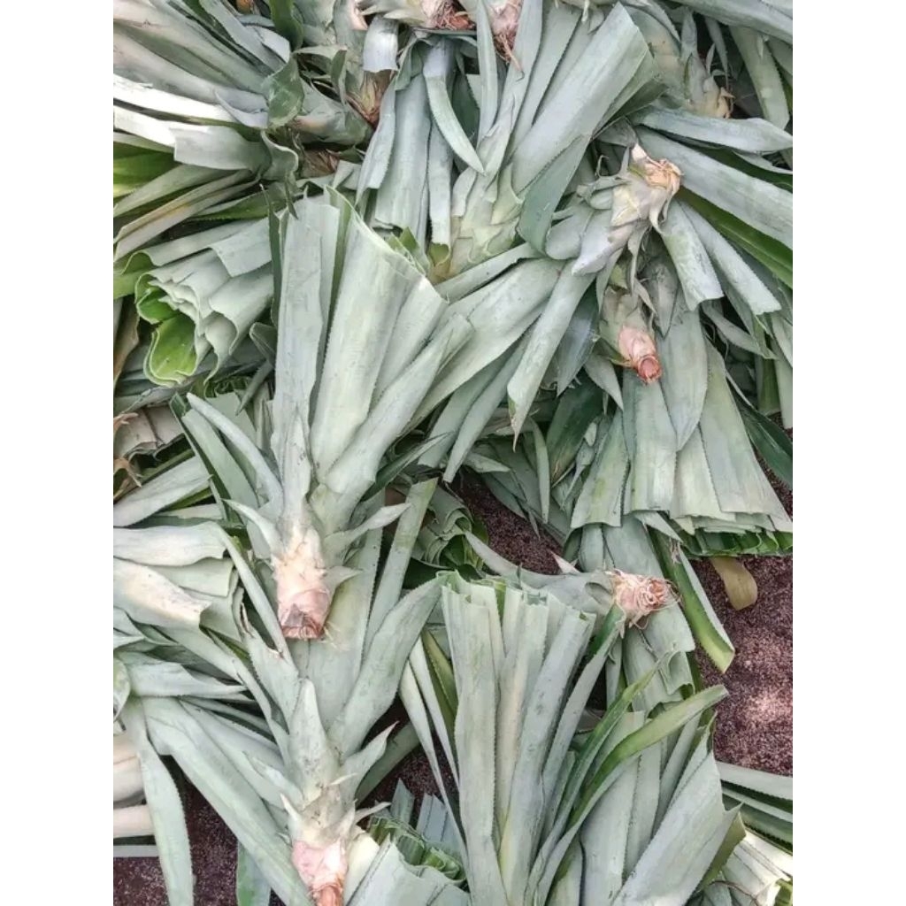 Bibit Nanas Madu Jumbo