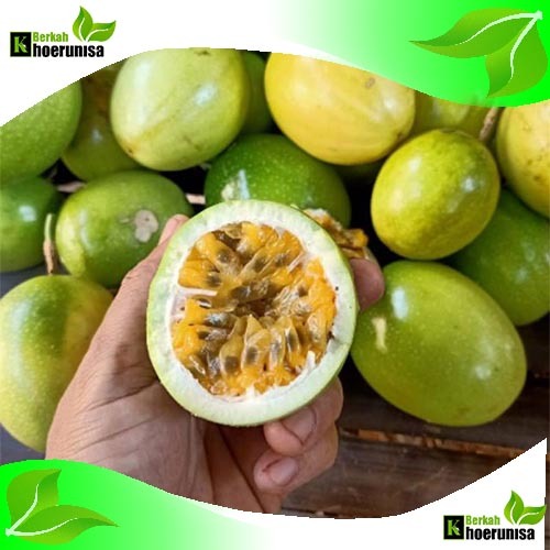 

Buah Markisa Segar Asam manis 1 kg masih fresh