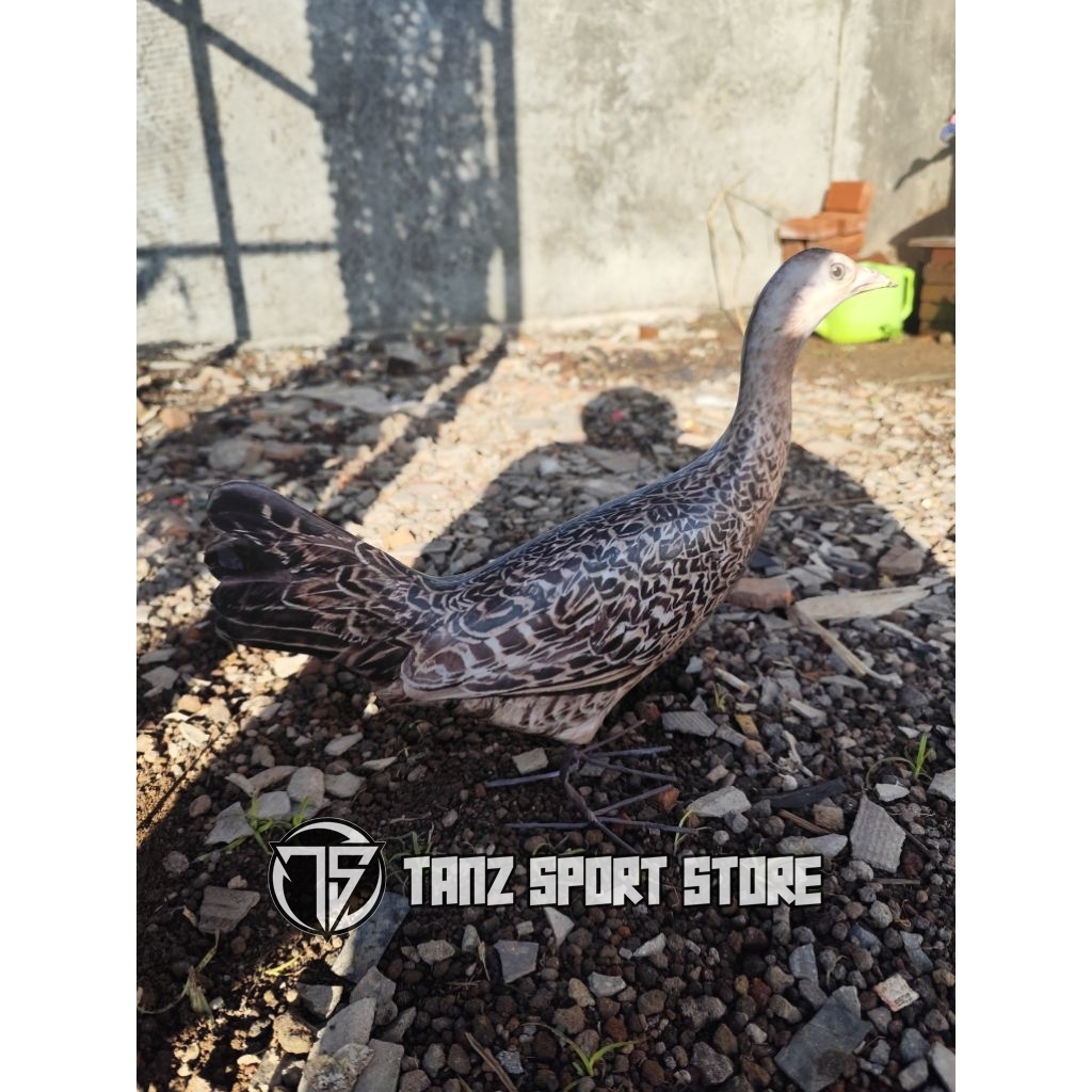 Patung jontrot ayam hutan hijau betina mirip sekali / boneka Hayam utan cangehgarbahan sepon di bung