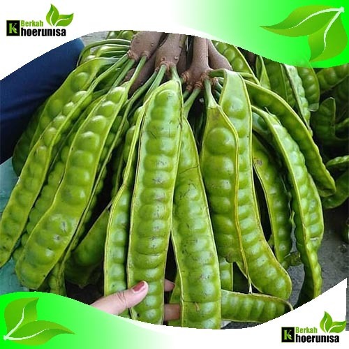 

Petai Pete Segar Super per helai / Papan masih fresh