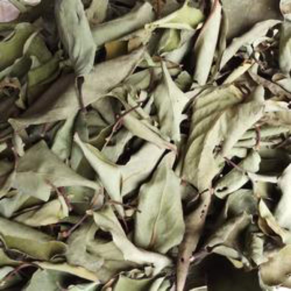 

Daun mangga kering / 1kg