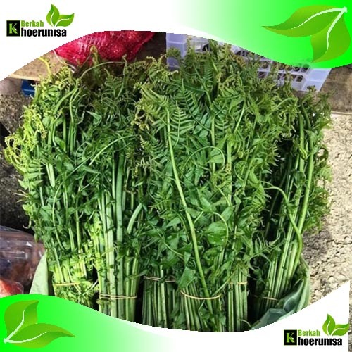 

Pakis Sayur Segar Montok 1 kg masih fresh